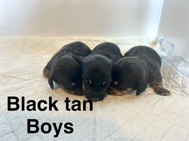 Jack Russel x dachshund