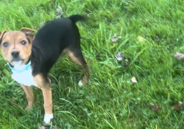 Jack Russell puppies for sale in Poole, Dorset – 10 months old - Image 1 of 3
