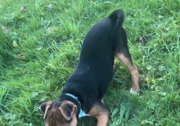 Jack Russell puppies for sale in Poole, Dorset – 10 months old - Image 3 of 3