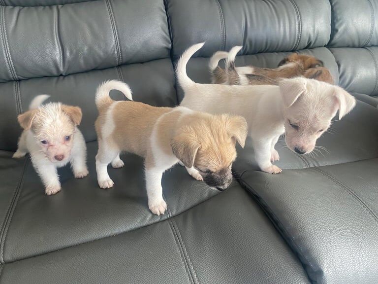 Jack Russell Terrier puppies for sale in Enniskillen, County Fermanagh – 10 months old - Image 1 of 3