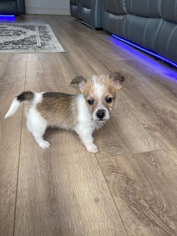 Jack Russell Terrier puppies for sale in Enniskillen, County Fermanagh – 10 months old - Image 2 of 3