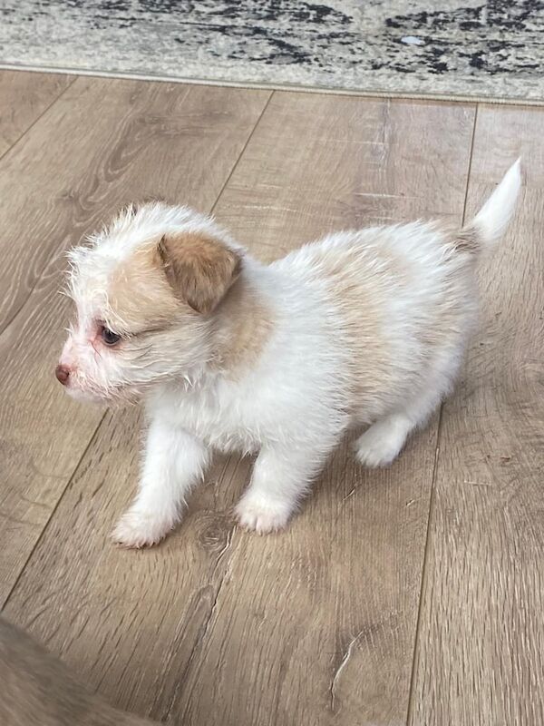 Jack Russell Terrier puppies for sale in Enniskillen, County Fermanagh – 10 months old - Image 3 of 3