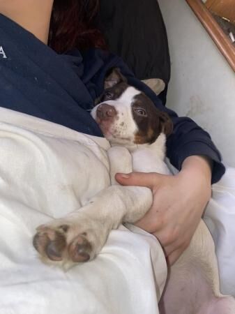 Jack russel x staff Oreo for sale in Pembrokeshire - Image 1