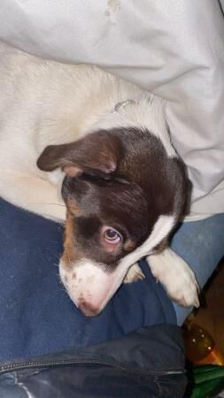 Jack russel x staff Oreo for sale in Pembrokeshire - Image 5