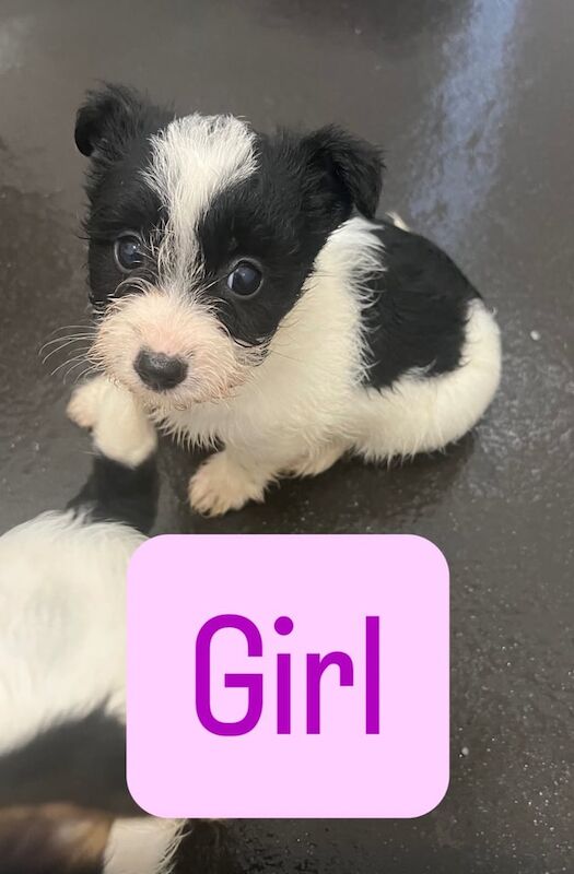 Jack Russell Terrier puppies for sale in Cardiff / Caerdydd, South Glamorgan – 8 weeks old