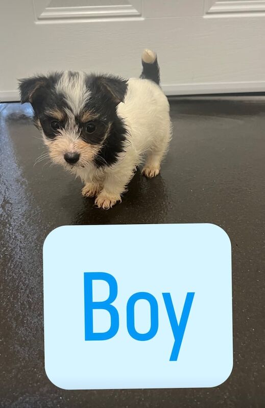 Jack Russell Terrier puppies for sale in Cardiff / Caerdydd, South Glamorgan – 8 weeks old - Image 2 of 4
