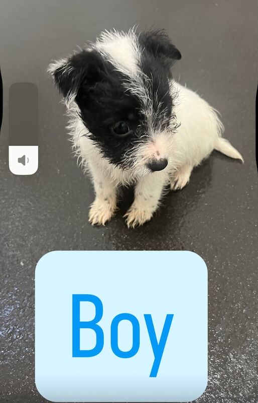 Jack Russell Terrier puppies for sale in Cardiff / Caerdydd, South Glamorgan – 8 weeks old - Image 3 of 4