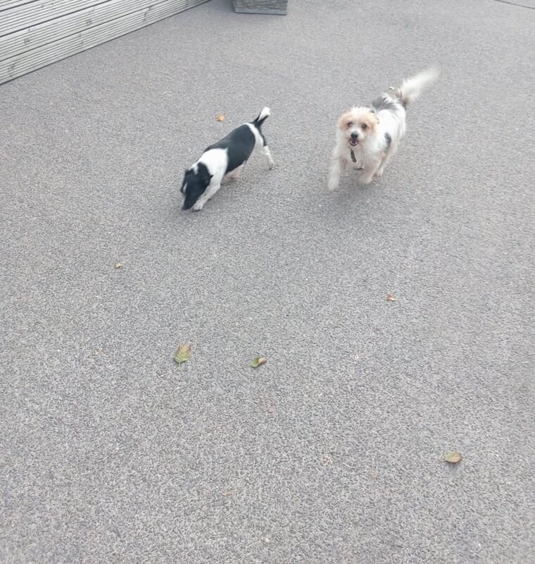 Jack Russell Terrier puppies for sale in Cardiff / Caerdydd, South Glamorgan – 8 weeks old - Image 4 of 4