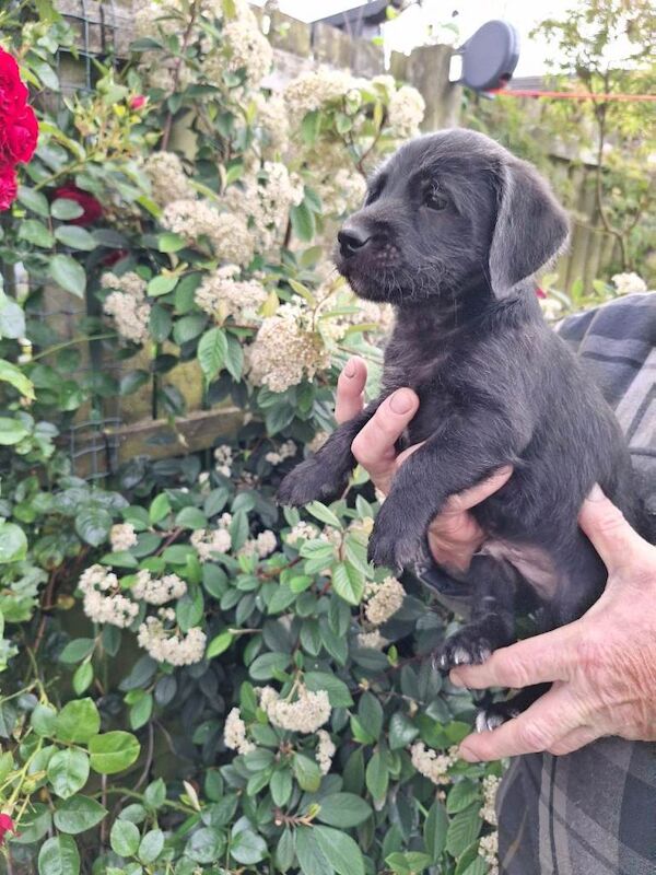 Jack russel xbedlington terrier puppies - Image 2 of 3