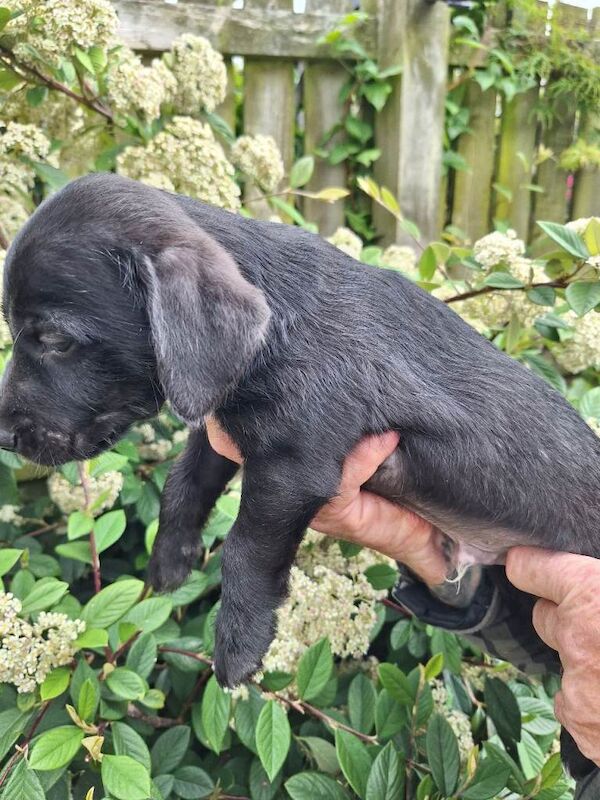 Jack russel xbedlington terrier puppies - Image 3 of 3