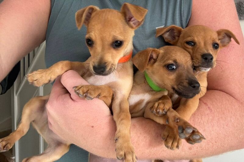 Jack Russell puppies for sale in Marlow, Buckinghamshire – 12 weeks old - Image 1 of 6