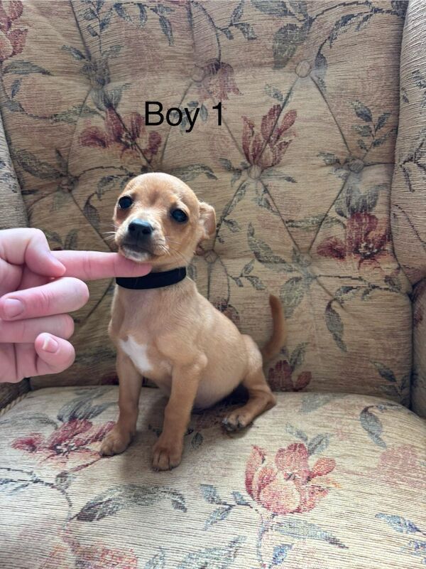 Jack Russell puppies for sale in Marlow, Buckinghamshire – 12 weeks old - Image 2 of 6