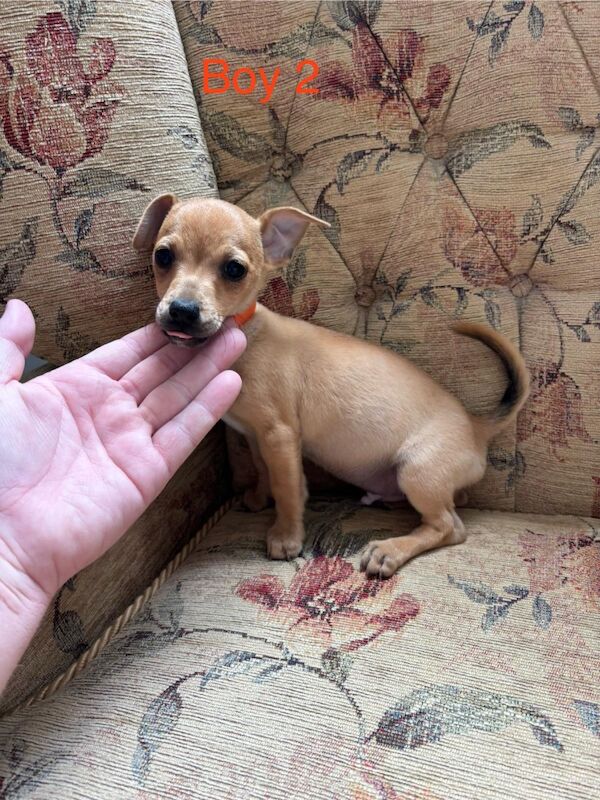 Jack Russell puppies for sale in Marlow, Buckinghamshire – 12 weeks old - Image 3 of 6
