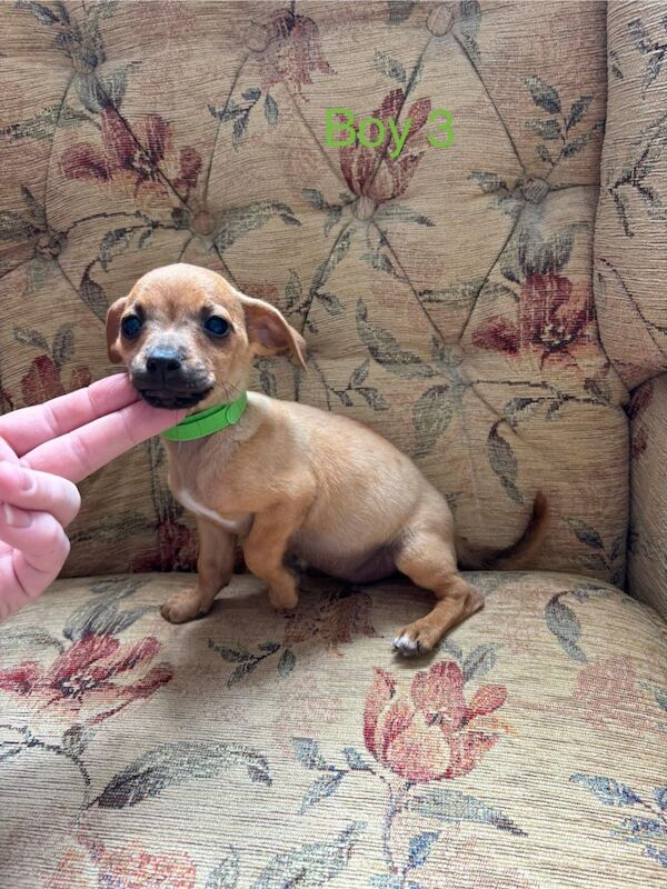 Jack Russell puppies for sale in Marlow, Buckinghamshire – 12 weeks old - Image 4 of 6