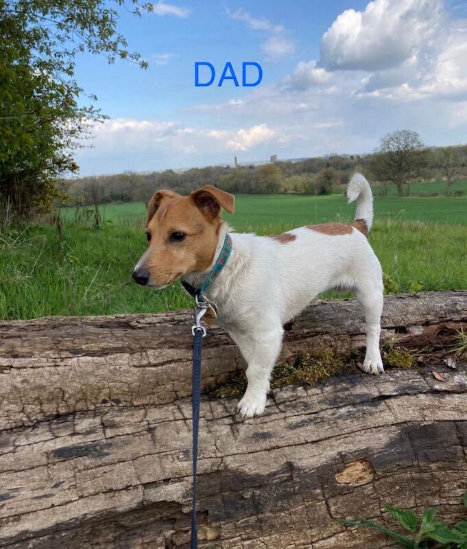 Jack Russell puppies for sale in Marlow, Buckinghamshire – 12 weeks old - Image 5 of 6