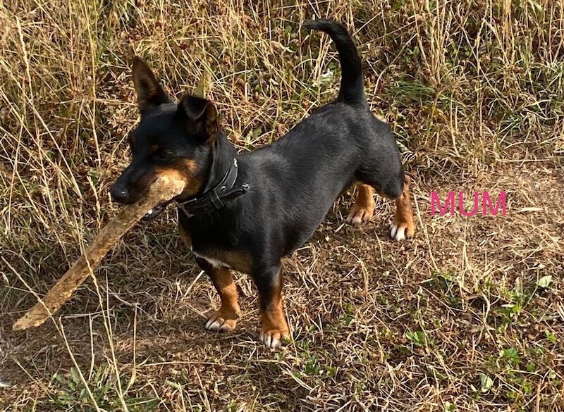 Jack Russell puppies for sale in Marlow, Buckinghamshire – 12 weeks old - Image 6 of 6