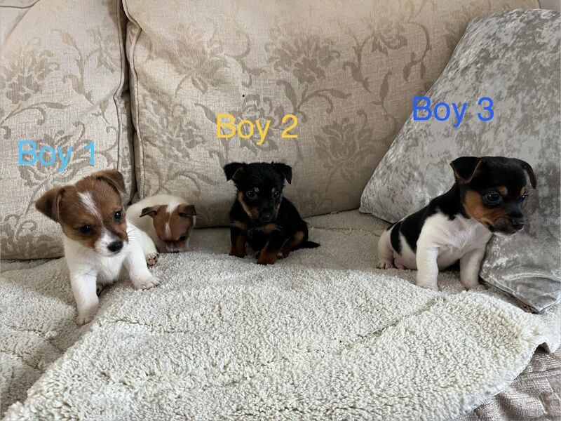 Jack Russell Terrier puppies for sale in Marlow, Buckinghamshire – 8 weeks old