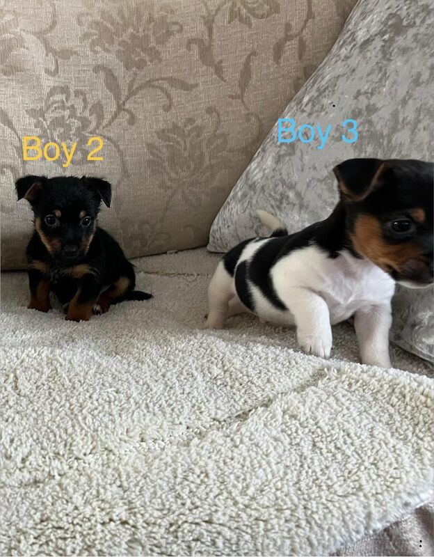 Jack Russell Terrier puppies for sale in Marlow, Buckinghamshire – 9 weeks old