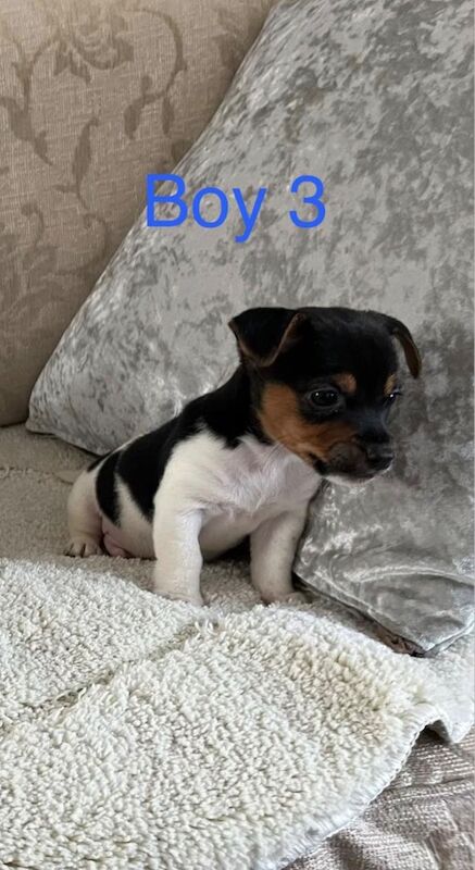 Jack Russell Terrier puppies for sale in Marlow, Buckinghamshire – 9 weeks old