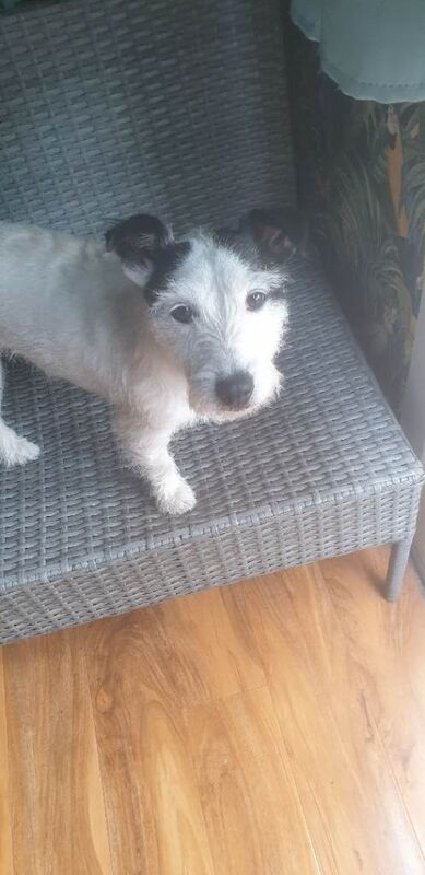 Jack Russell 4 year old Now Sold
