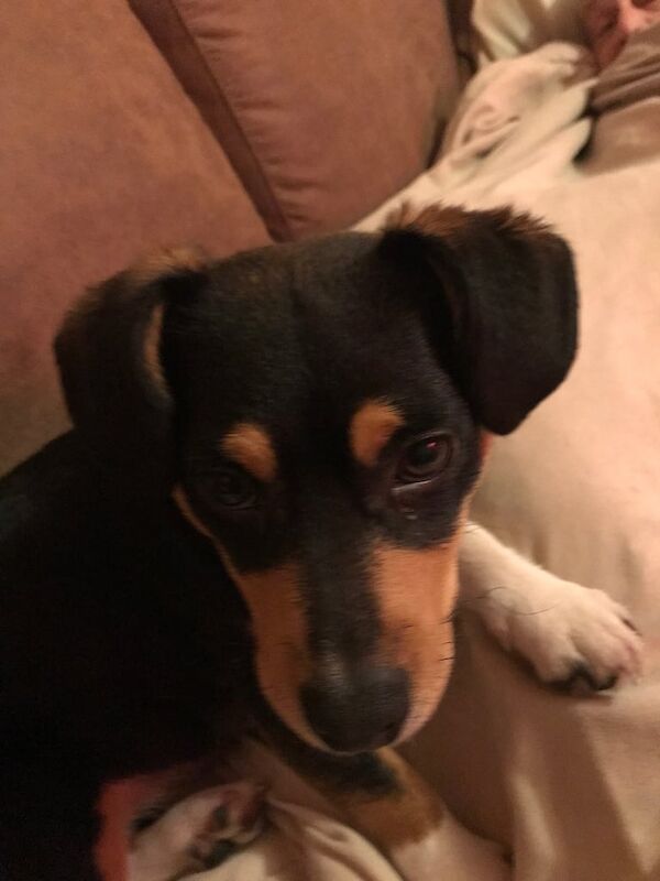 Jack Russell for sale in Norwich, Norfolk