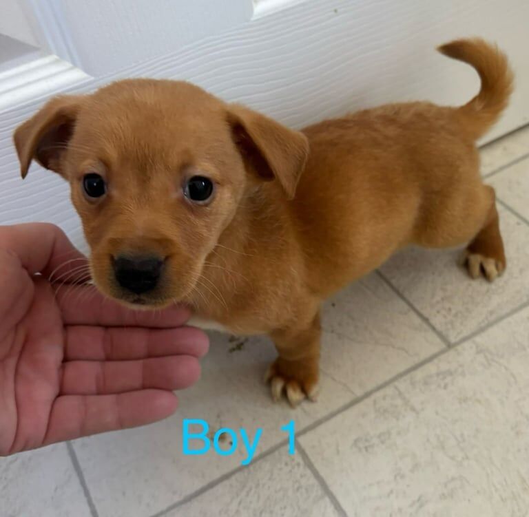 Jack Russell puppies for sale in High Wycombe, Buckinghamshire – 5 months old - Image 1 of 3