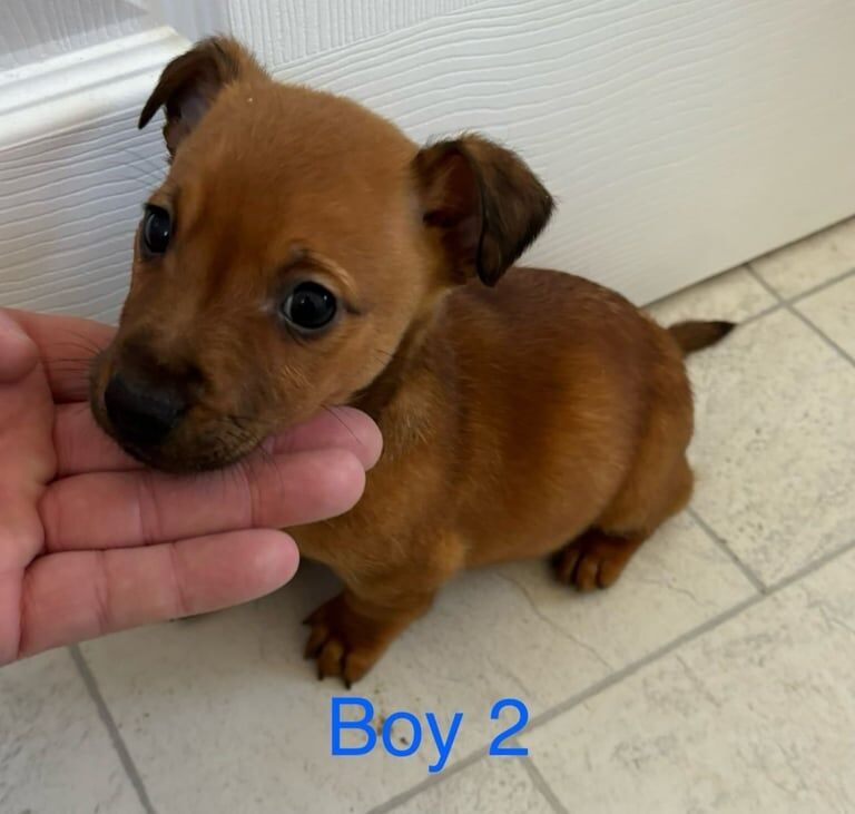 Jack Russell for sale in High Wycombe, Buckinghamshire - Image 2