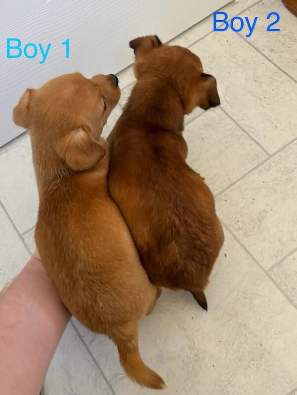 Jack Russell puppies for sale in High Wycombe, Buckinghamshire – 5 months old - Image 3 of 3