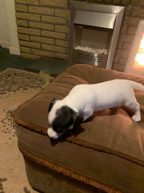 Jack Russell for sale in Lockerbie, Dumfries