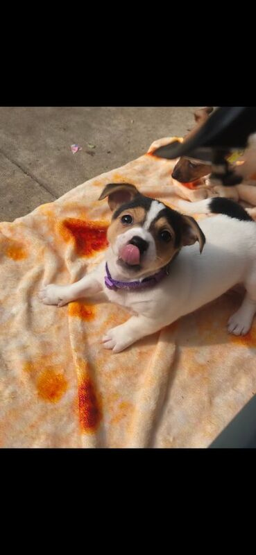 Jack Russell Terrier puppies for sale in North West London, London – 10 months old - Image 1 of 3