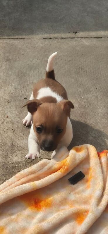 Jack Russell Terrier puppies for sale in North West London, London – 10 months old - Image 2 of 3