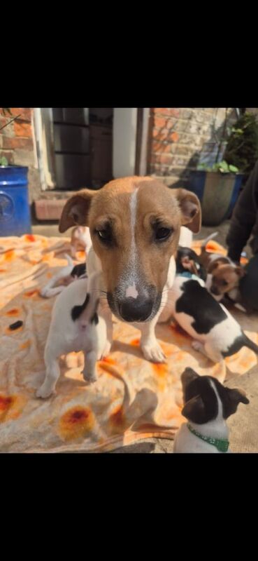 Jack Russell Terrier puppies for sale in North West London, London – 10 months old - Image 3 of 3