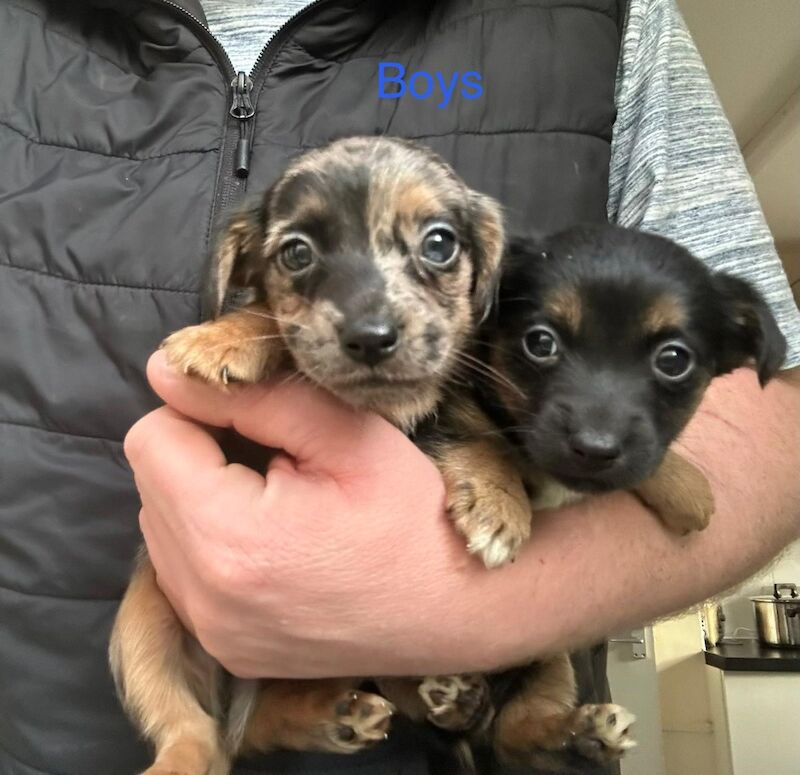 Jack Russell Terrier puppies for sale in High Wycombe, Buckinghamshire – 8 weeks old