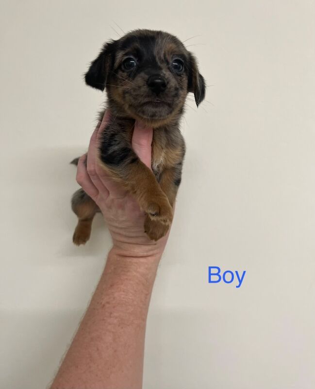 Jack Russell Terrier puppies for sale in High Wycombe, Buckinghamshire – 8 weeks old