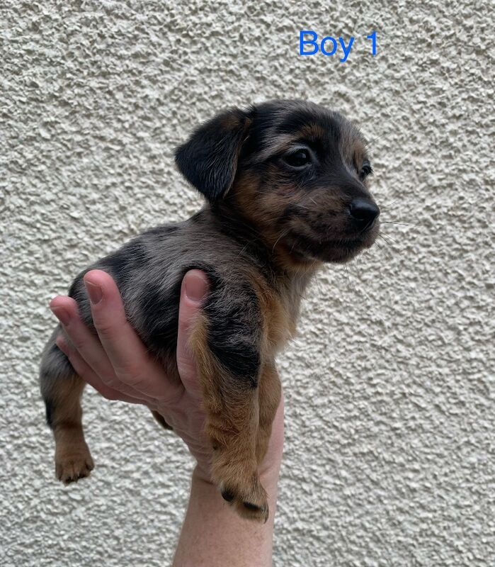 Jack Russell Terrier puppies for sale in High Wycombe, Buckinghamshire – 8 weeks old