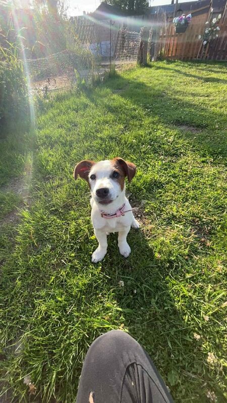 Jack Russell for sale in Hythe, Hampshire