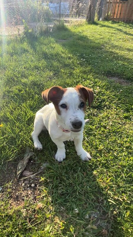 Jack Russell for sale in Hythe, Hampshire | Image 2