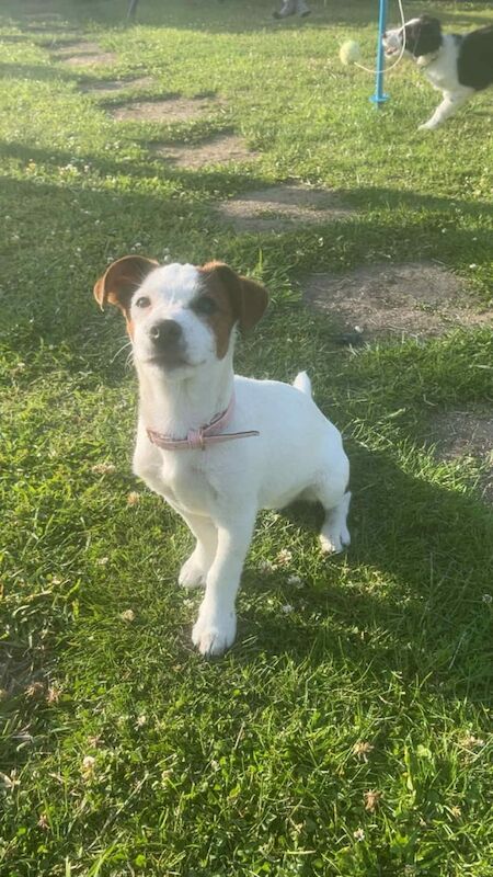 Jack Russell for sale in Hythe, Hampshire | Image 3