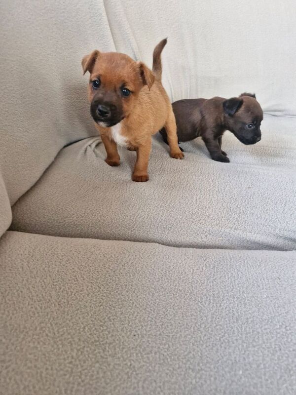 Jack Russell for sale in Leighton Buzzard, Bedfordshire