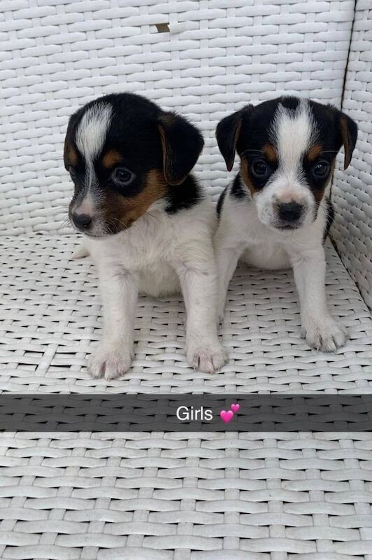 Jack Russell puppies for sale in Ashford, Kent – 8 weeks old
