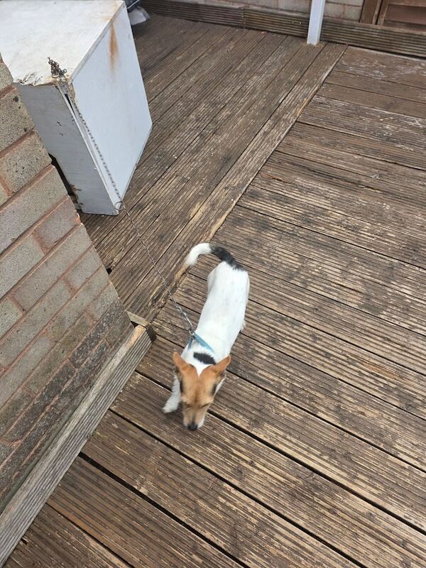Jack Russell puppies for sale in Sandwell, West Midlands – 1 year old