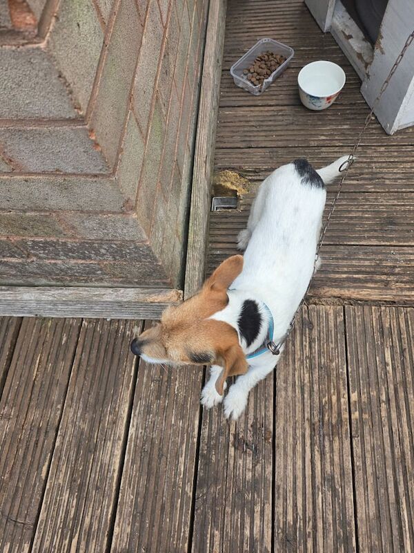 Jack Russell puppies for sale in Sandwell, West Midlands – 1 year old - Image 3 of 3