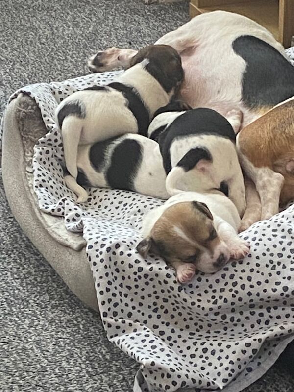 Jack Russell puppies for sale in Oldham, Greater Manchester – 8 weeks old