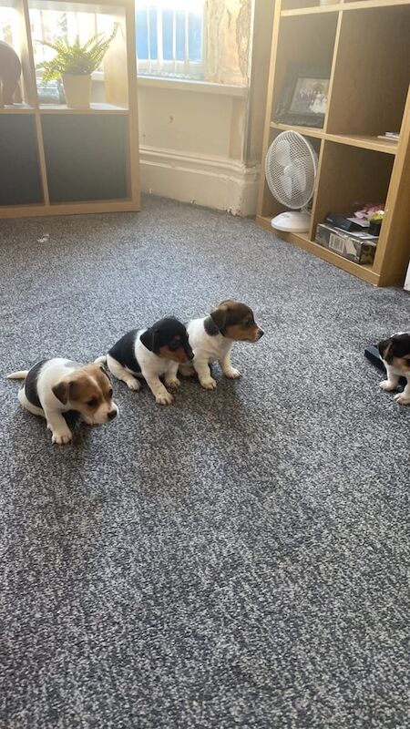 Jack Russell puppies for sale in Oldham, Greater Manchester – 8 weeks old - Image 2 of 3