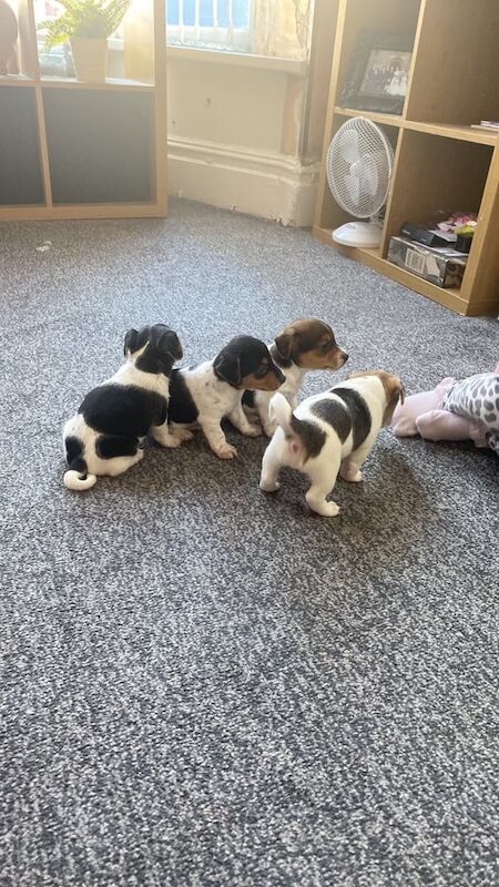 Jack Russell puppies for sale in Oldham, Greater Manchester – 8 weeks old - Image 3 of 3