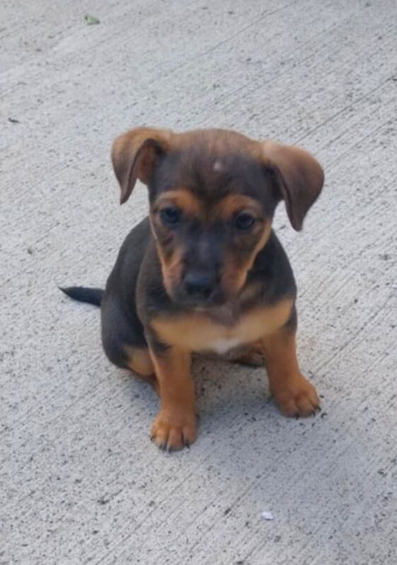 Jack Russell puppies for sale in Bishop Auckland, Durham β 9 weeks old