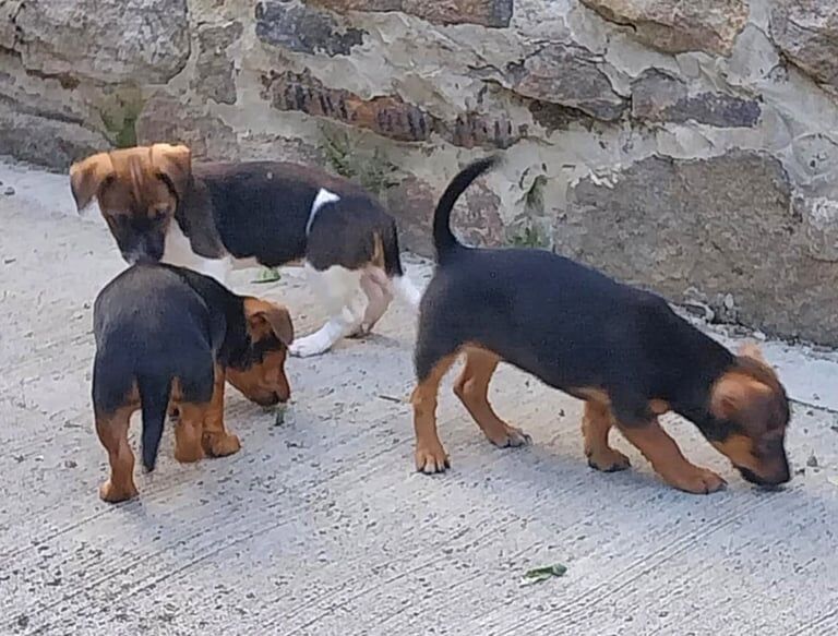 Jack Russell puppies for sale in Bishop Auckland, Durham – 9 weeks old - Image 2 of 3