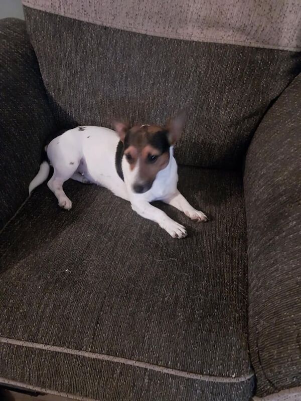 Jack Russell puppies for sale in Bishop Auckland, Durham – 9 weeks old - Image 3 of 3