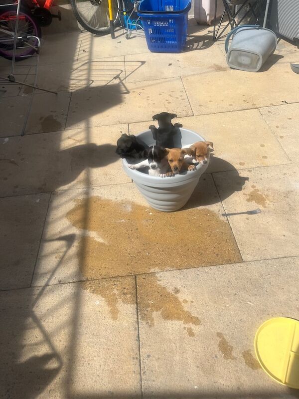 Jack Russell puppies for sale in Shoreditch, Greater London – 9 weeks old