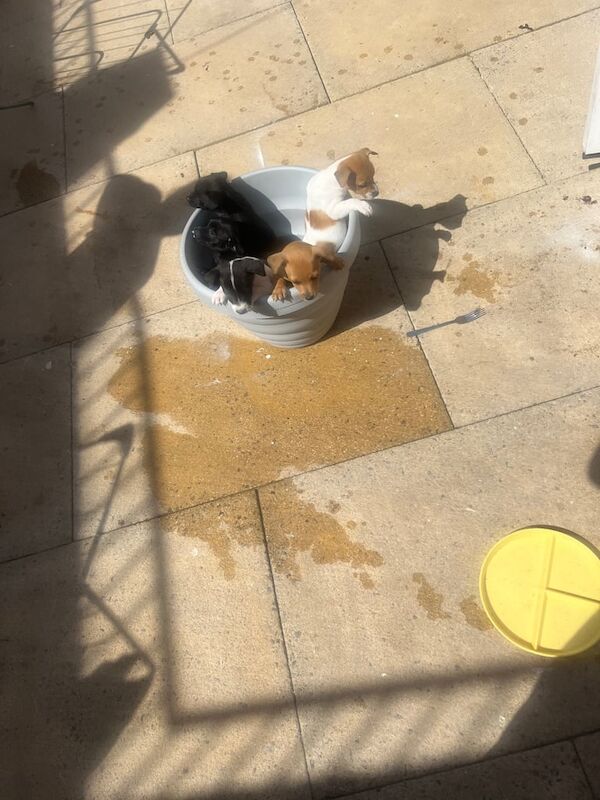 Jack Russell puppies for sale in Shoreditch, Greater London – 9 weeks old - Image 2 of 3